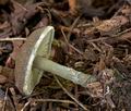 Lepiota_griseovirens_cr4562s