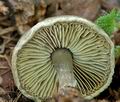 Lepiota_griseovirens_cr4571s