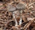 Lepiota_griseovirens_cr4759s