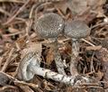 Lepiota_griseovirens_cr4767s