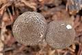 Lepiota_griseovirens_cr4795s