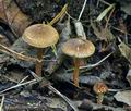 Lepiota_ignicolor_bs9207