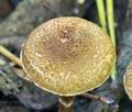 Lepiota_ignicolor_bs9210