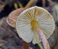 Lepiota_ignicolor_bs9220