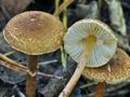 Lepiota_ignicolor_bs9225