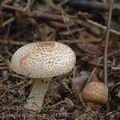 Lepiota_ignivolvata_aj1374