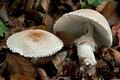 Lepiota_ignivolvata_cg1642s