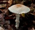 Lepiota_ignivolvata_cg1648s