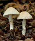 Lepiota_ignivolvata_cg1681s