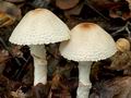 Lepiota_ignivolvata_cg1697s