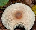 Lepiota_ignivolvata_cg1707s