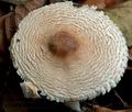 Lepiota_ignivolvata_cg1714s