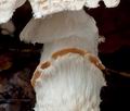 Lepiota_ignivolvata_cg1722s