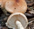 Lepiota_ochraceofulva_cr4839s