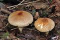 Lepiota_ochraceofulva_cr4849