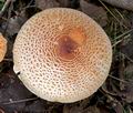 Lepiota_ochraceofulva_cr4861s