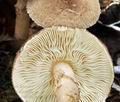 Lepiota_pseudohelveola_bv1852