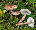 Lepiota_pseudohelveola_cg2081s