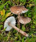 Lepiota_pseudohelveola_cg2101s