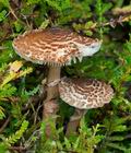 Lepiota_pseudohelveola_cg2114s