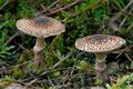 Lepiota_pseudohelveola_cg2174s