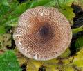 Lepiota_pseudohelveola_cg2200s