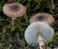 Lepiota_pseudohelveola_cg2242s