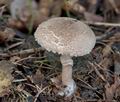 Lepiota_pseudohelveola_cr6219s