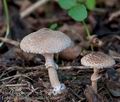 Lepiota_pseudohelveola_cr6270s