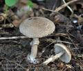 Lepiota_pseudohelveola_cr6275