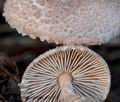 Lepiota_pseudohelveola_cr6281s