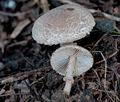 Lepiota_pseudohelveola_cr6288s