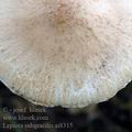 Lepiota_subgracilis_ai8315