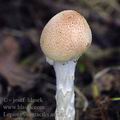 Lepiota_subgracilis_ai8321