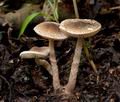 Lepiota_tomentella_cr5901s