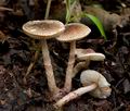 Lepiota_tomentella_cr5907s