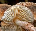 Lepiota_tomentella_cr5916s