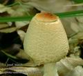 Lepiota_ventriosospora_ac4500