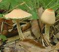 Lepiota_ventriosospora_ac4510