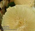 Lepiota_ventriosospora_ac4515