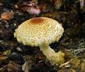 Lepiota_ventriosospora_bv0575