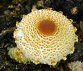 Lepiota_ventriosospora_bv0581