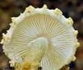 Lepiota_ventriosospora_bv0584