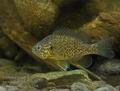 Lepomis_gibbosus_hc5388