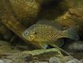 Lepomis_gibbosus_hc5388