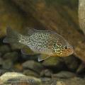 Lepomis_gibbosus_hc5432