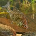 Lepomis_gibbosus_hc5477