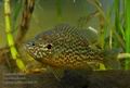 Lepomis_gibbosus_hc6143