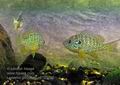 Lepomis_gibbosus_p8120790