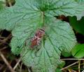 Leptoglossus_occidentalis_jg6945